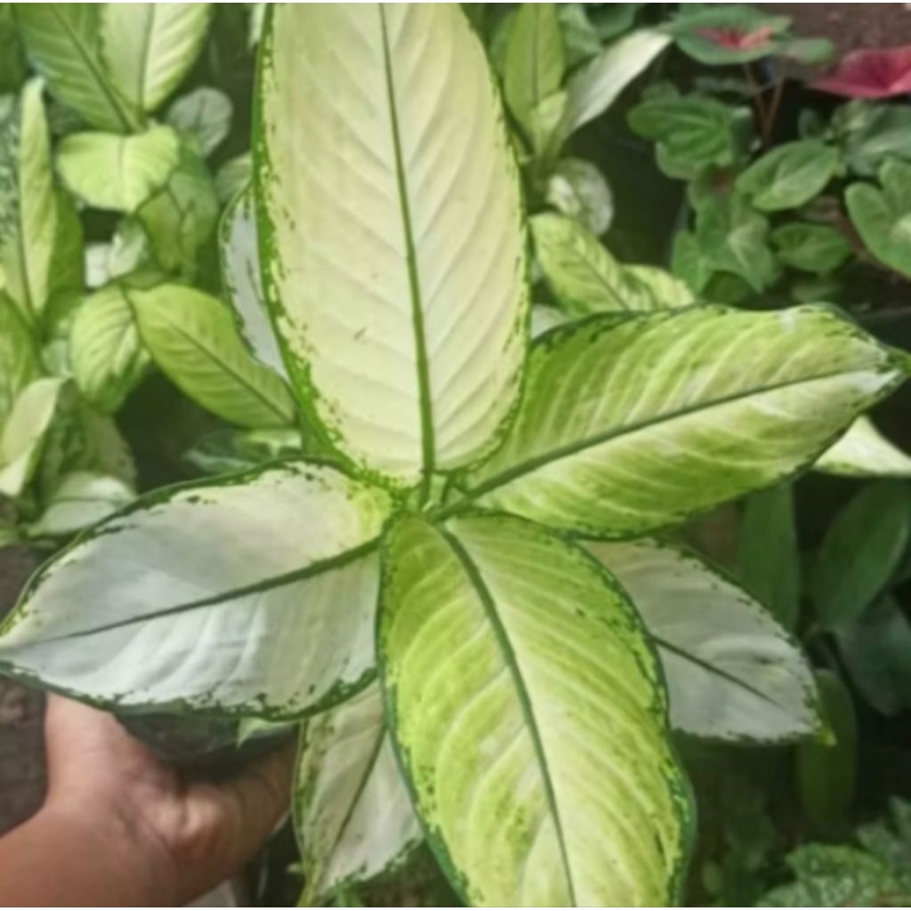 Aglonema Diven Tisu/Diven Tissue