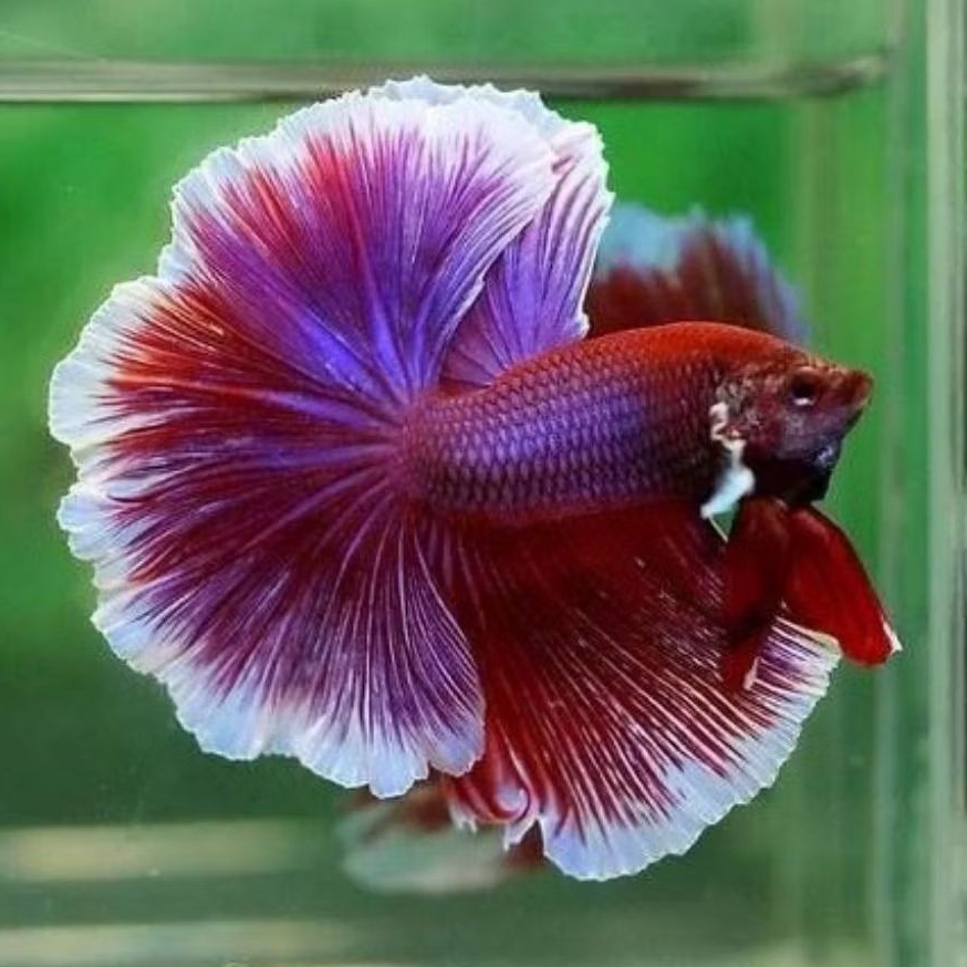 Cupang Halfmoon Rosetail | Cupang Halfmoon Size M L XL