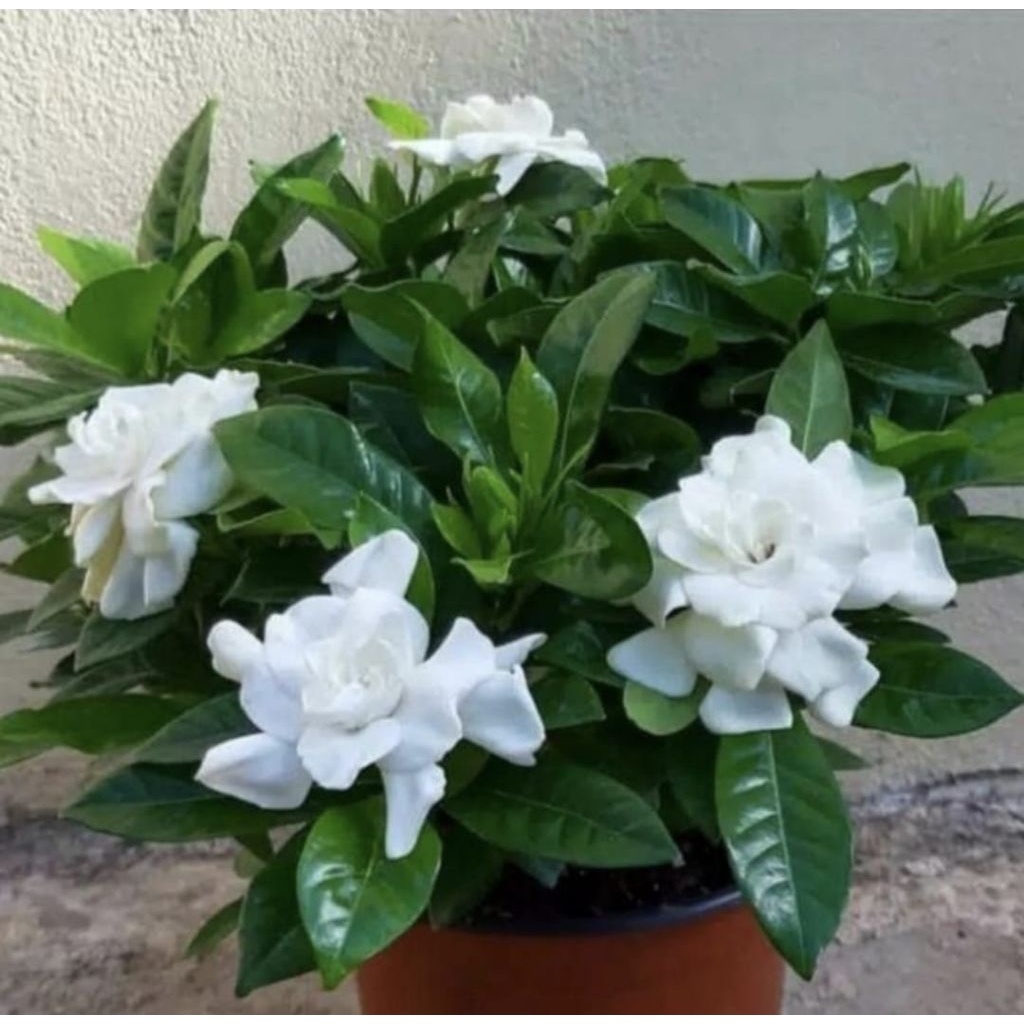 Tanaman Hias Pohon Kaca Piring Bunga Putih Pohon Kaca Piring