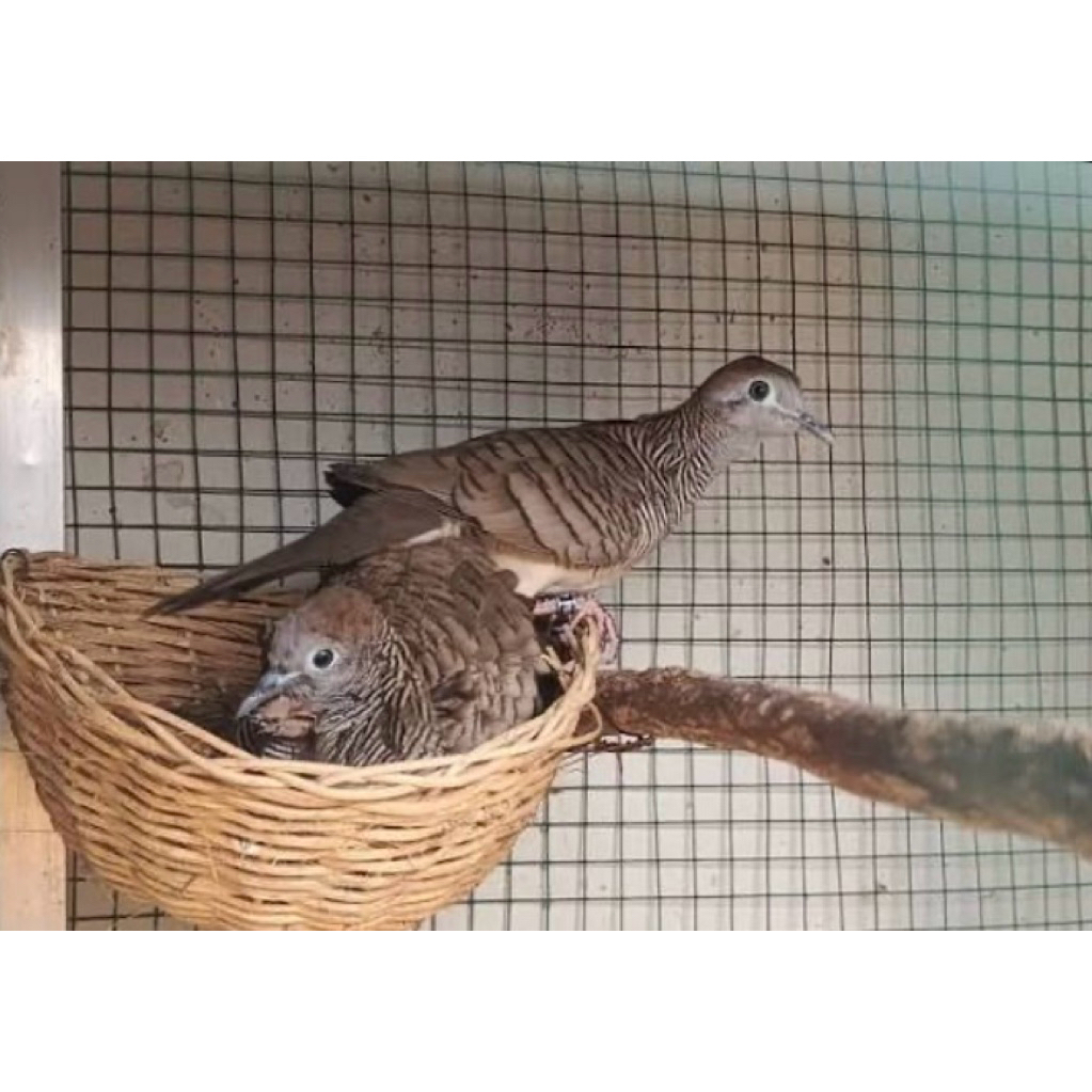 Perkutut Crosing bangkok x lokal sepasang siap produk