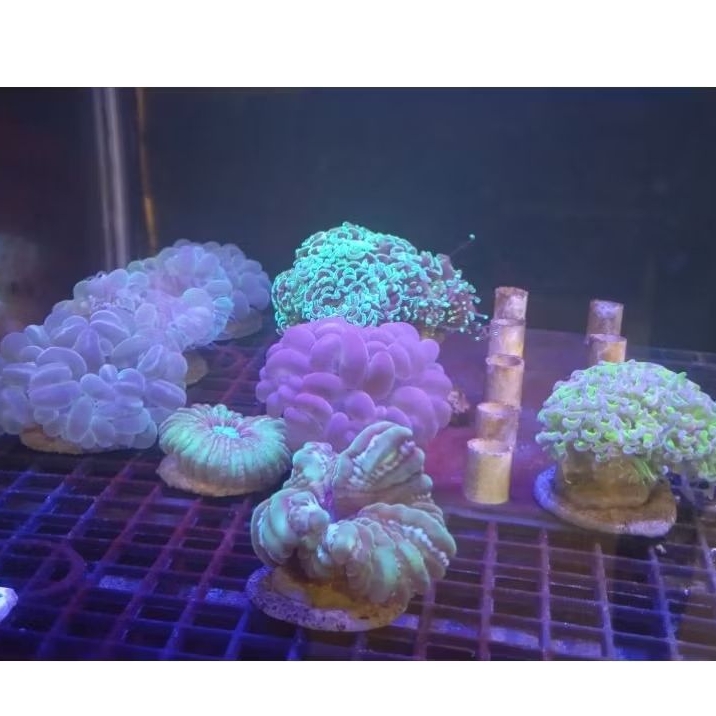 paket aquarium air laut