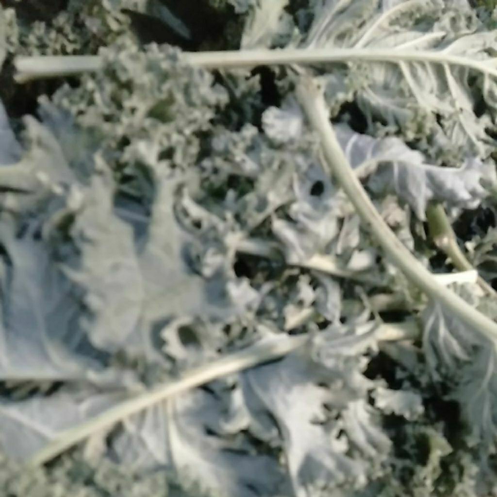 Sayur Kale Kubis Keriting segar