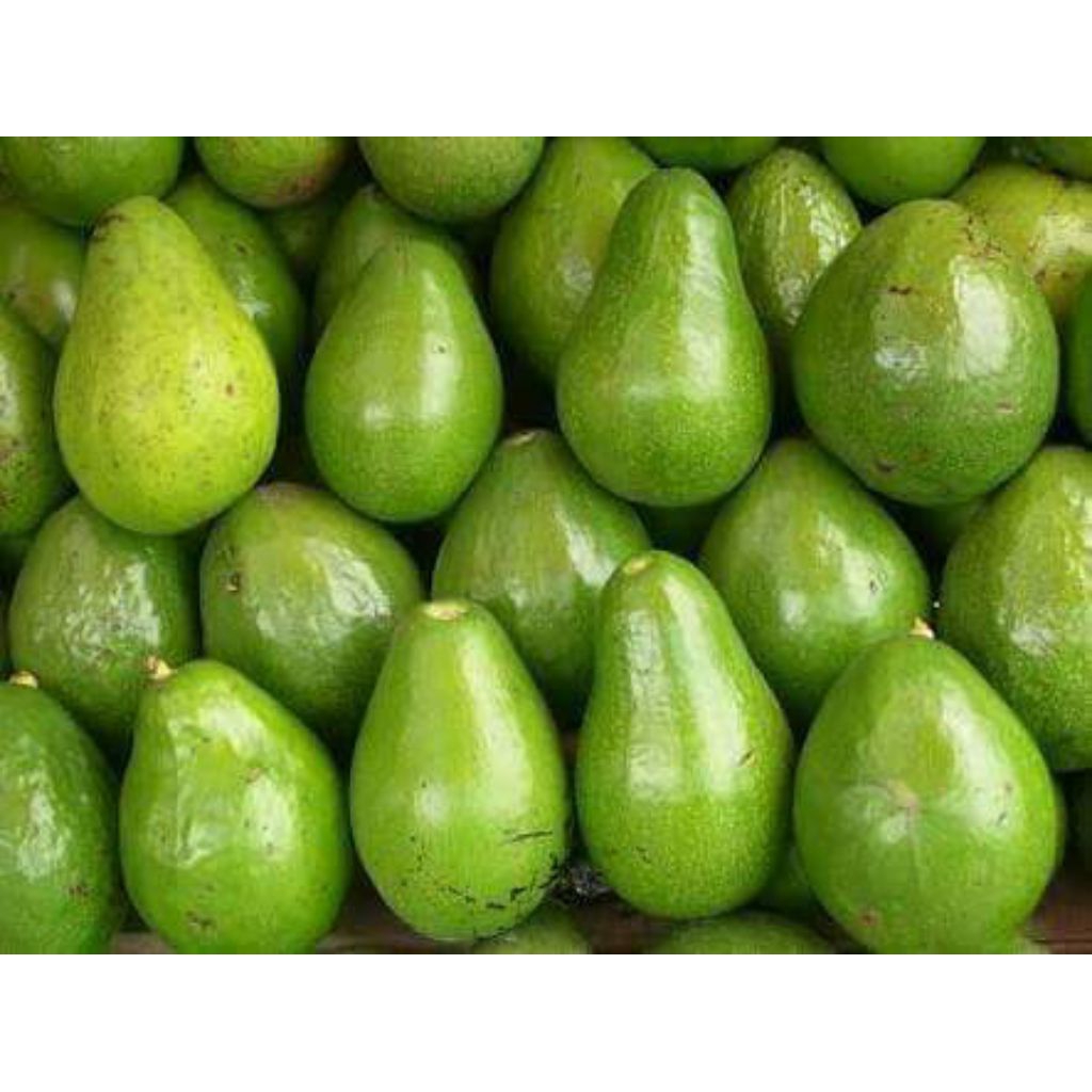Alpukat Mentega 1Kg