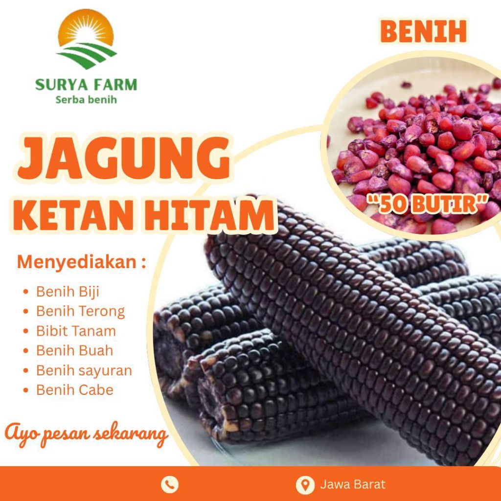 Benih Biji Jagung Ketan Hitam Kemasan /Bibit Jagung Ketan Hitam