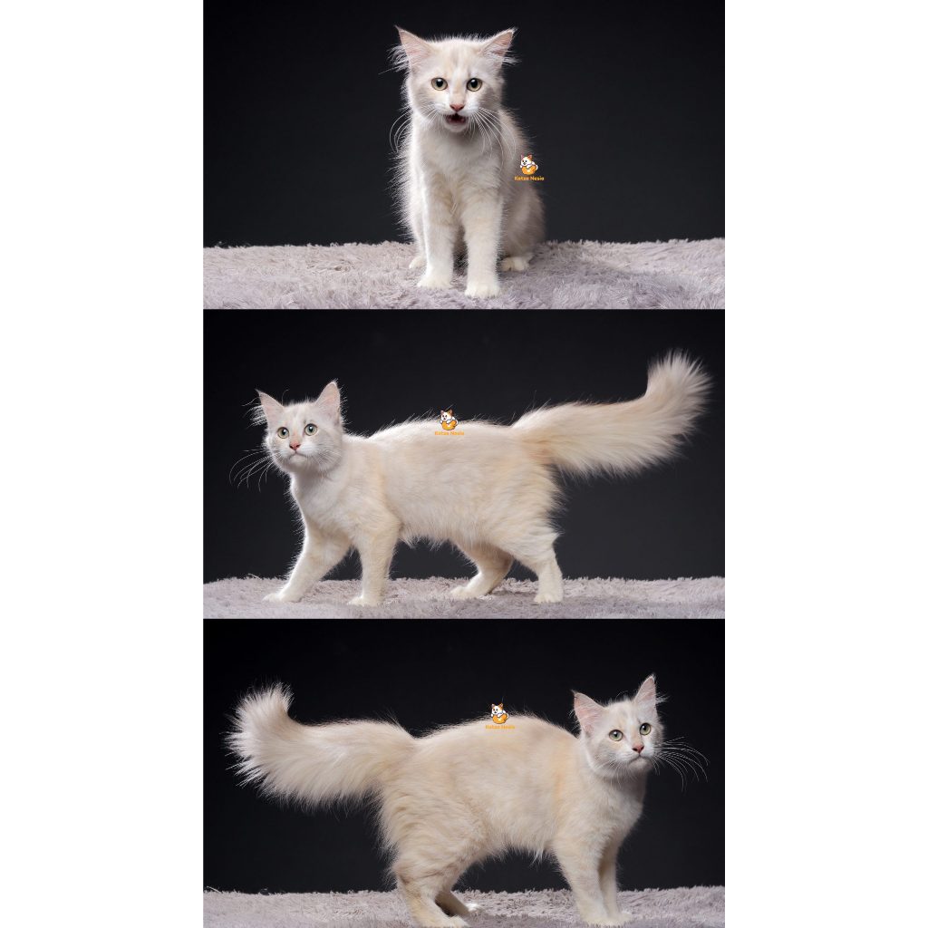 Uvita – Kucing Persia Himalaya 5 Bulan Betina