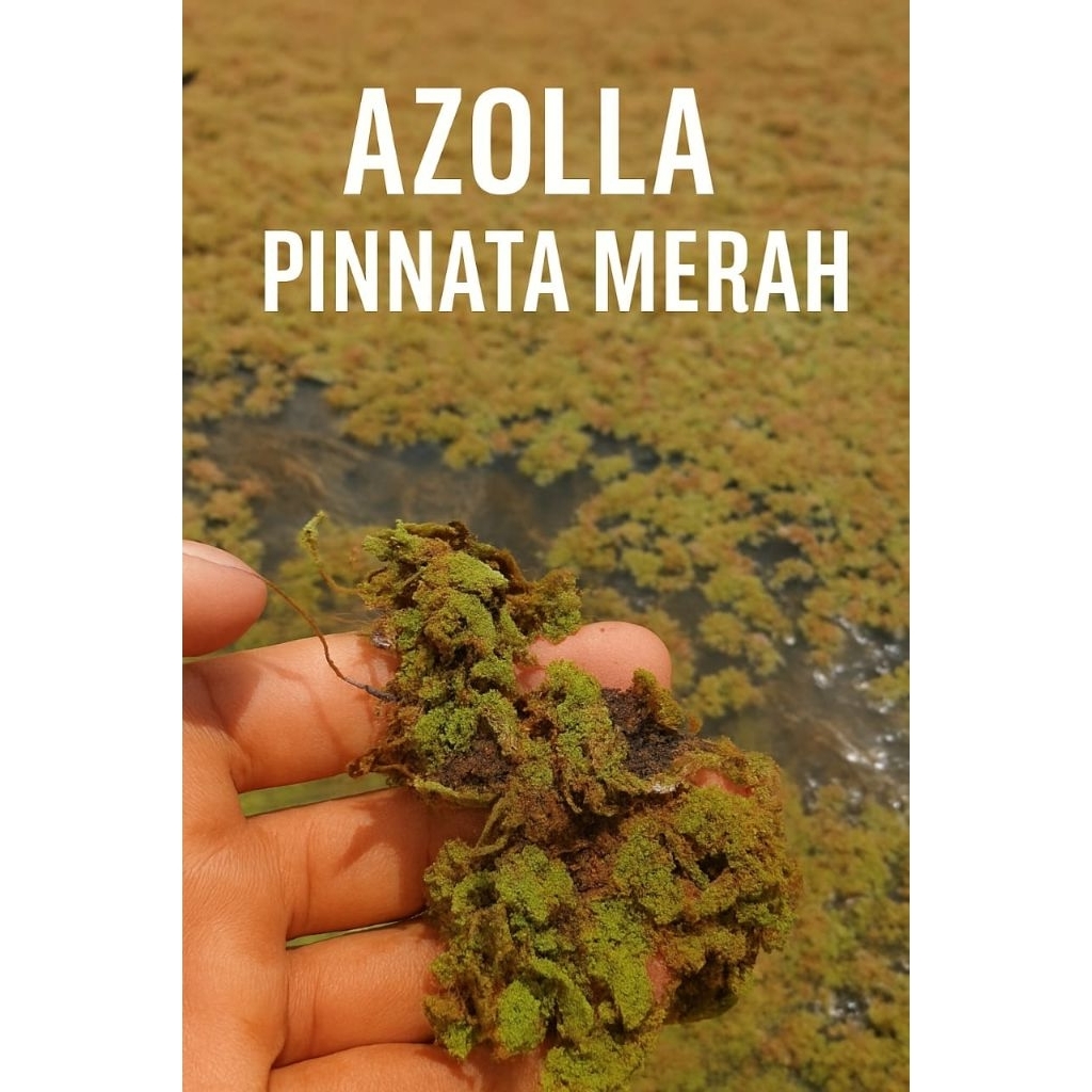 Azolla Pinnata Merah 500gram