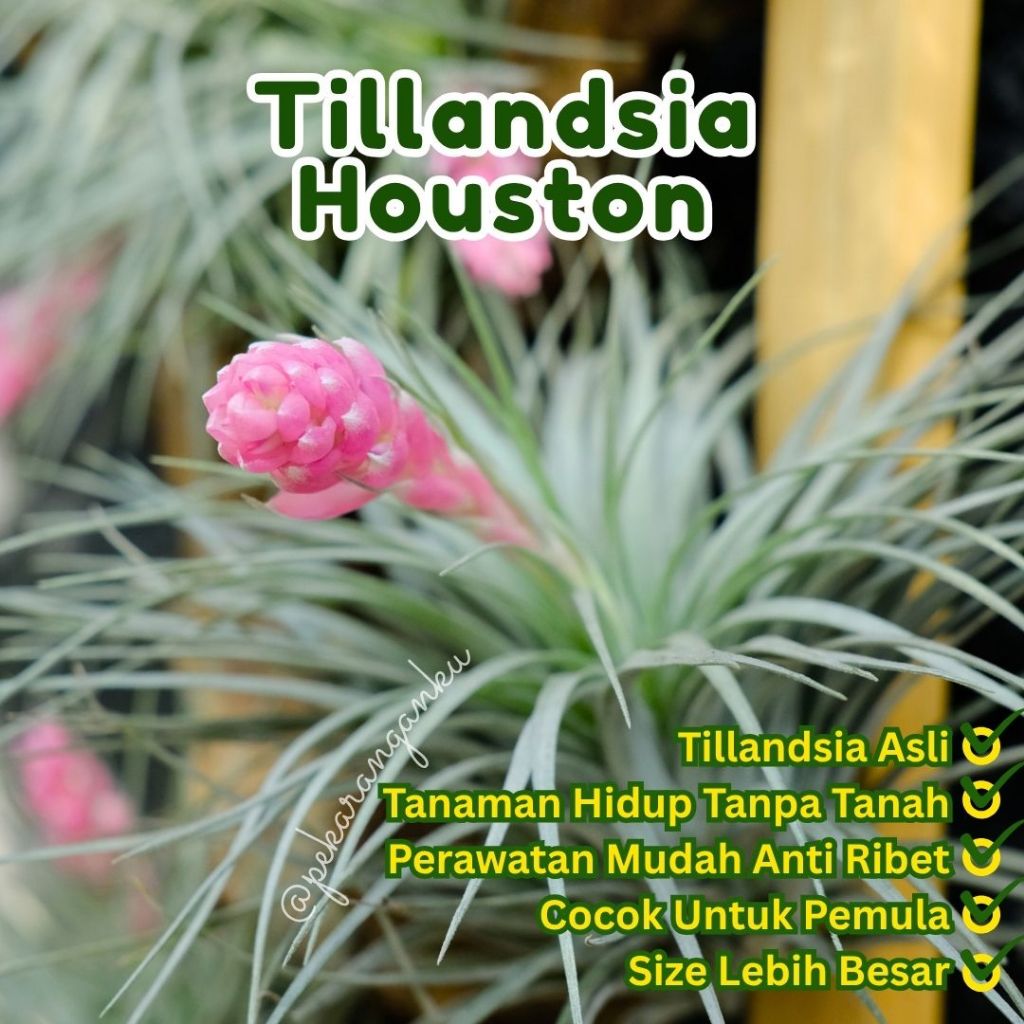 Tillandsia Houston/Airplant/Tillandsia