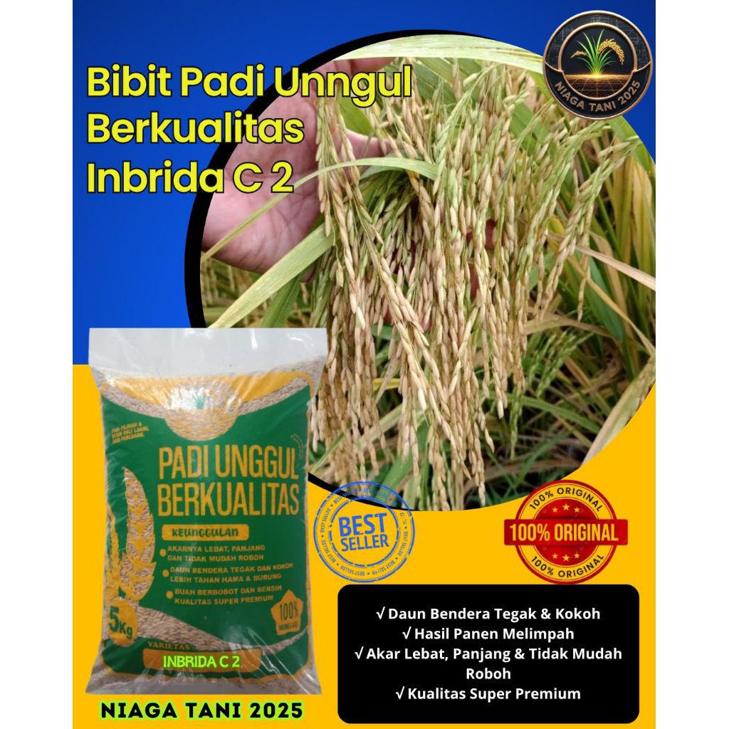 bibit padi unggul berkualitas inbrida C2