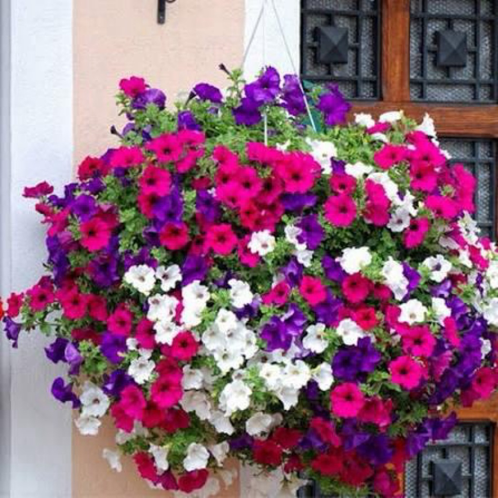 AL - Tanaman hias petunia // bunga petunia // petunia