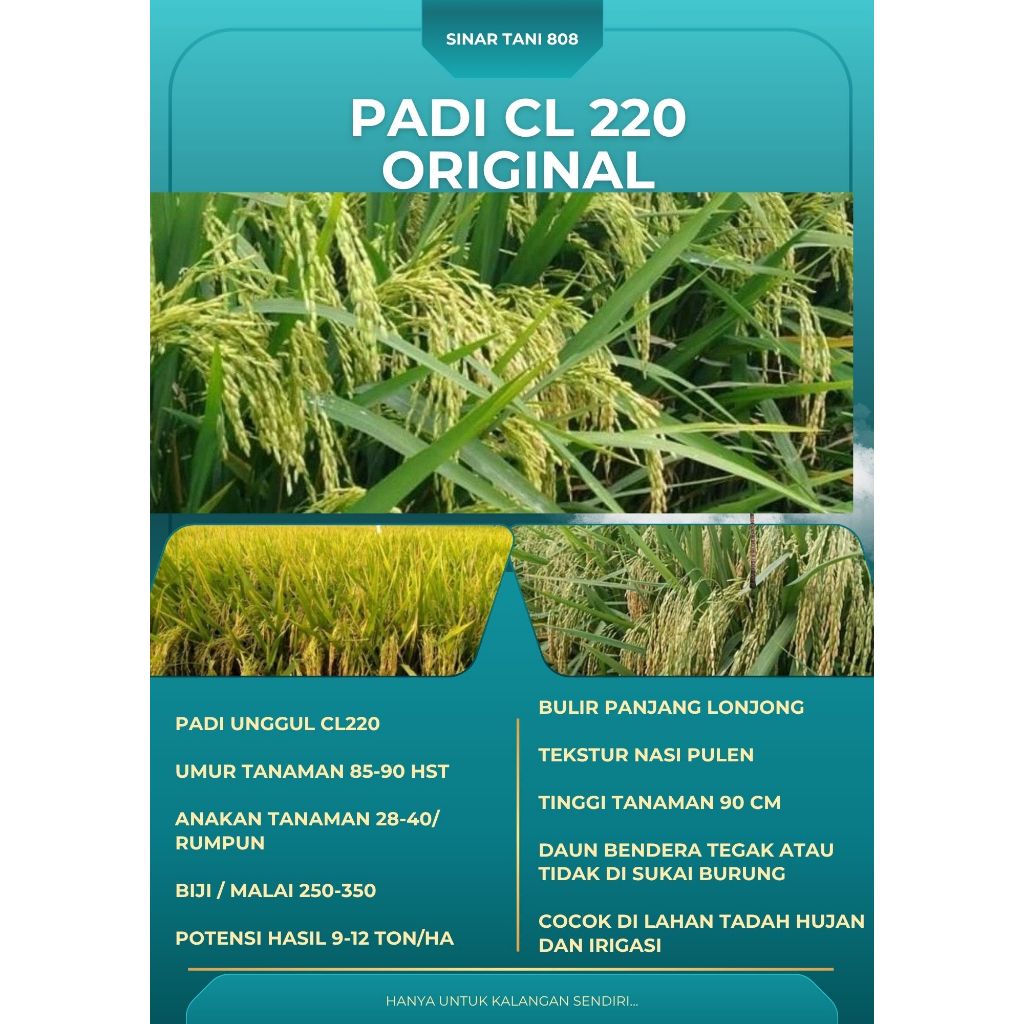 Bibit Benih Padi CL 220 ORIGINAL Kemasan 5 Kg