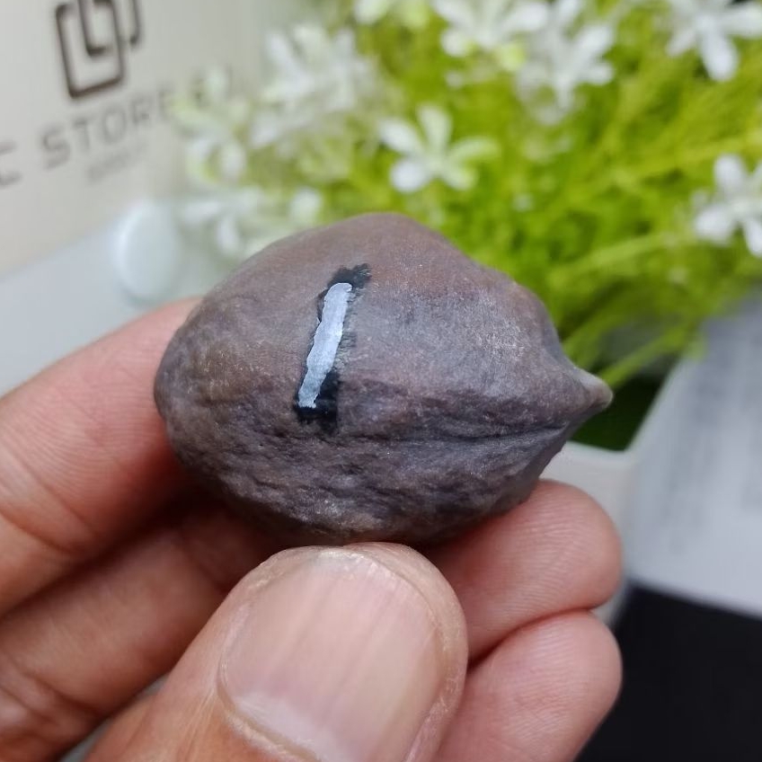 Muncang Adu Jalim Gurame Jr kode 1