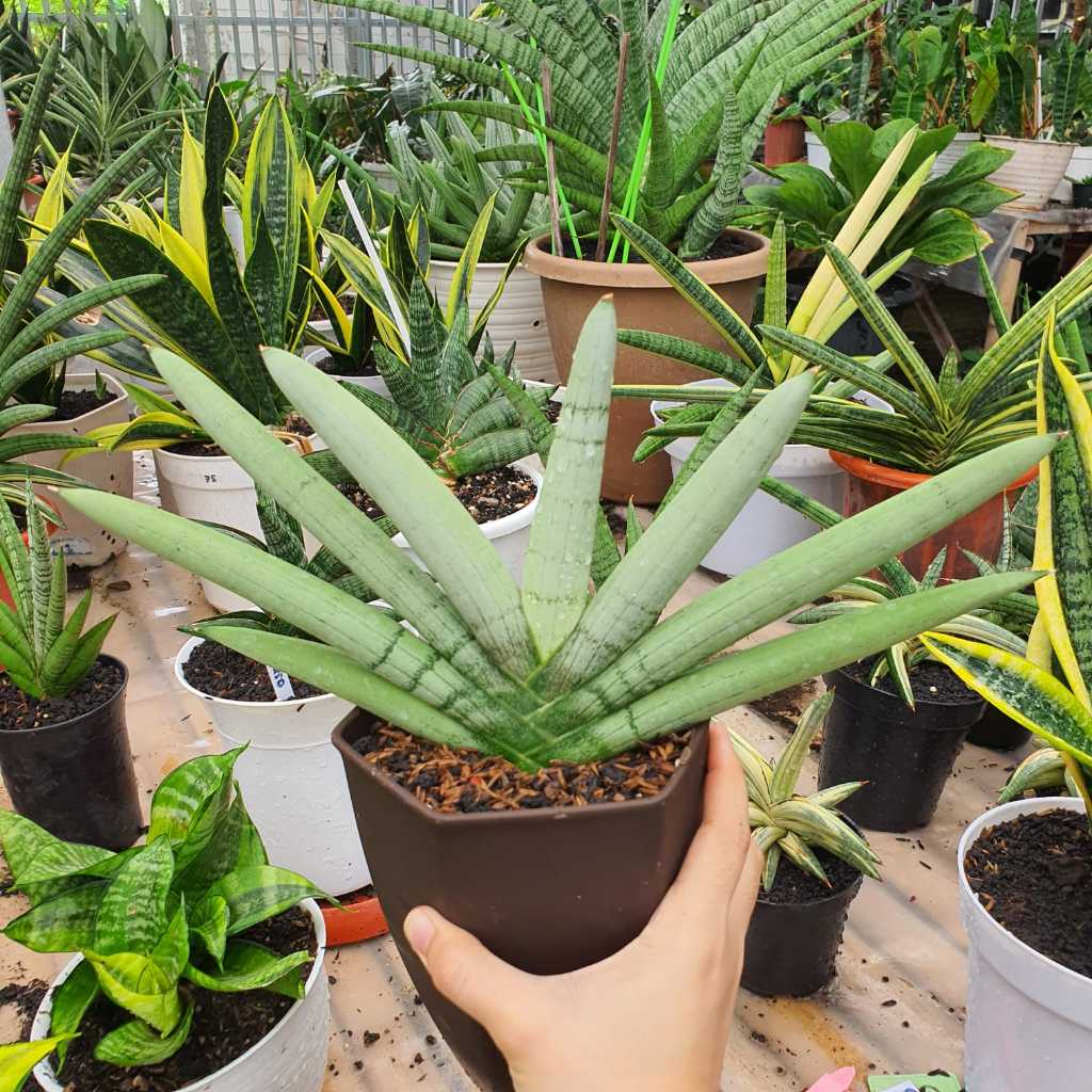 Sansevieria Boncel Platinum Silver Polos