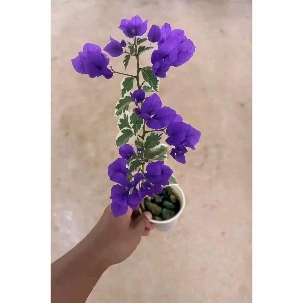 tanaman hias bougenville biru muda