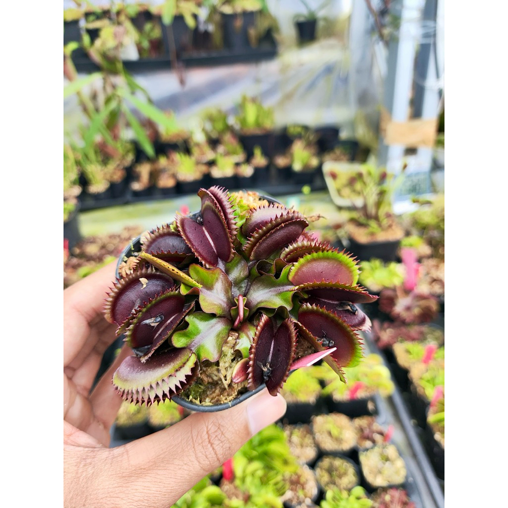 Venus Fly Trap Gold Strike