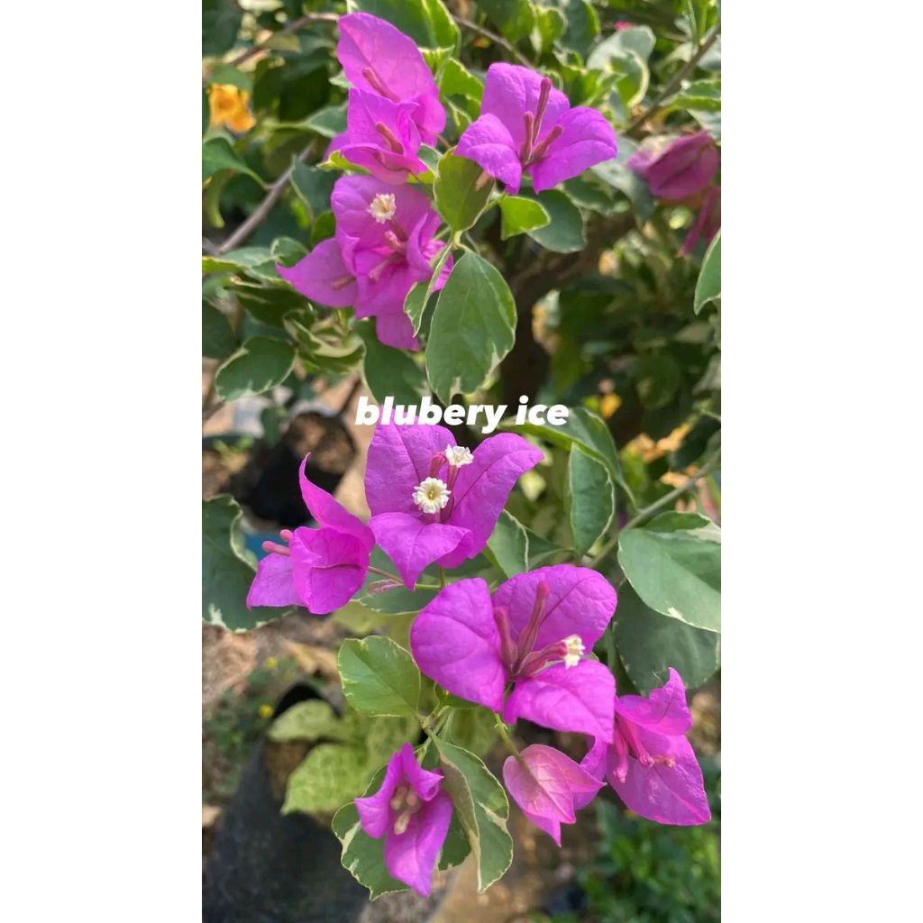 tanaman hias bougenville blueberry ice