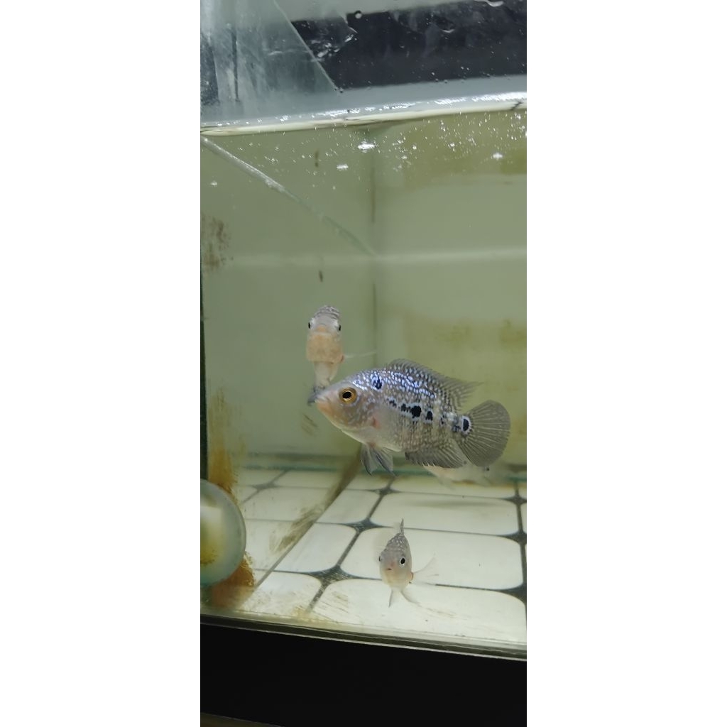 BAHAN PROGRES LOUHAN KAMFA