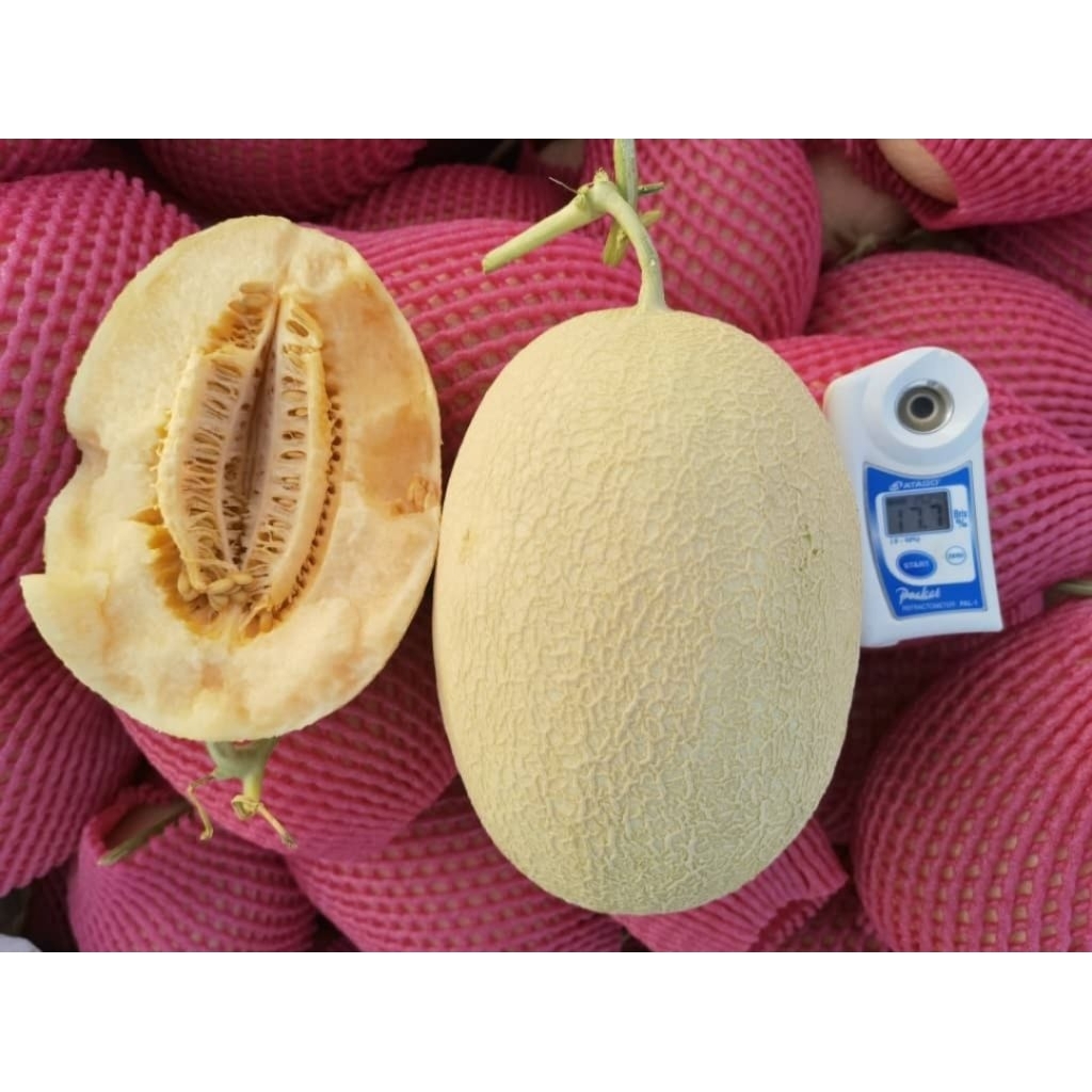 Biji Melon White Hami