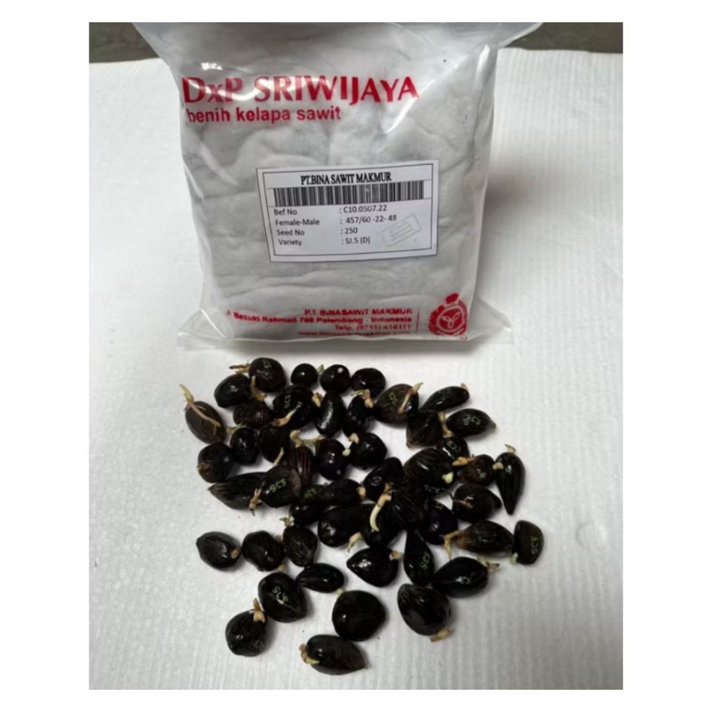 Jual bijian benih sawit DxP SRIWIJAYA 5 Original pelepah pendek