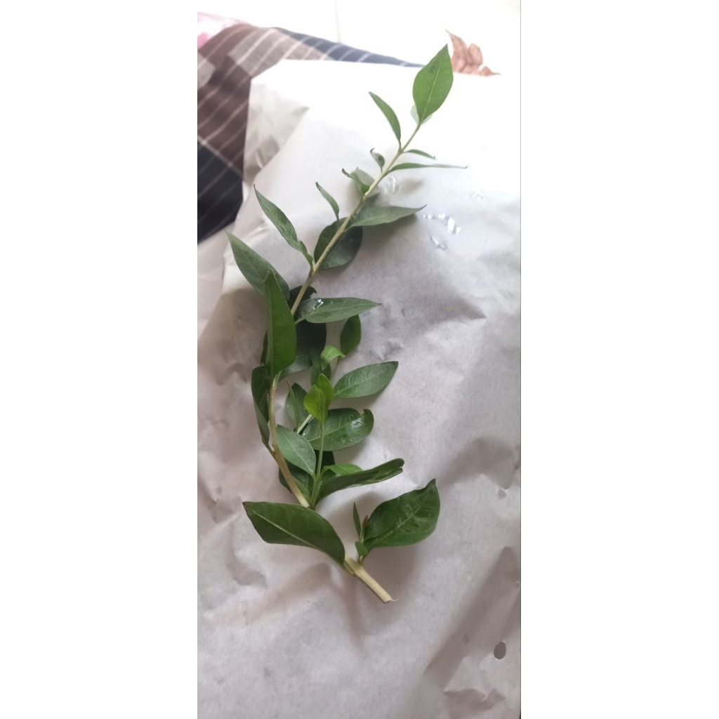 Daun pacar arab segar, daun inai, daun henna pewarna kuku