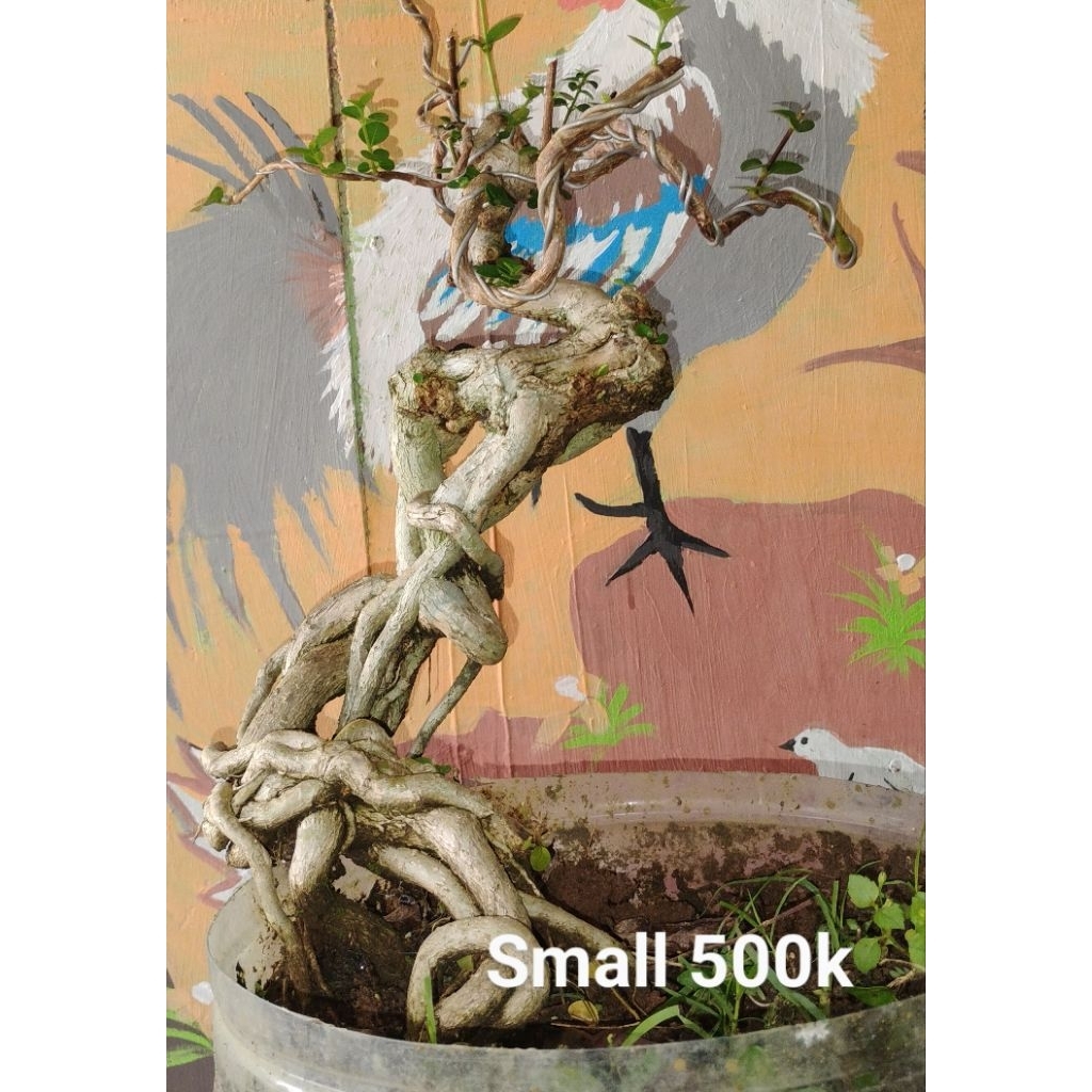 Bonsai sancang Bonsai jadi siap pajang bonsai ekpos root bonsai neagari bonsai kontes