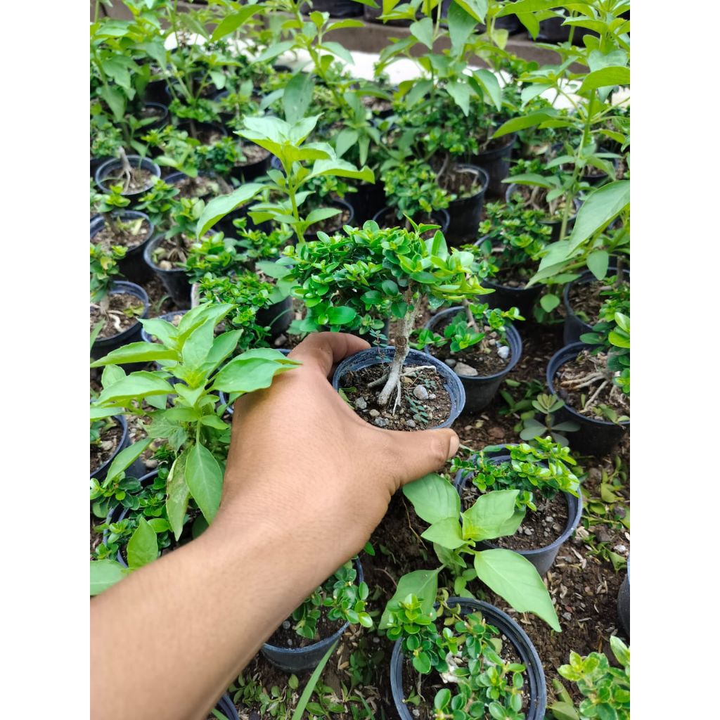 BONSAI SANCANG MINION