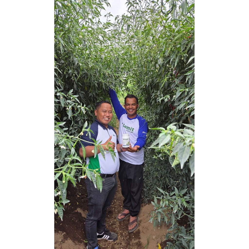 Benih Unggul Lokal Siboras Medan | cabe Ateng