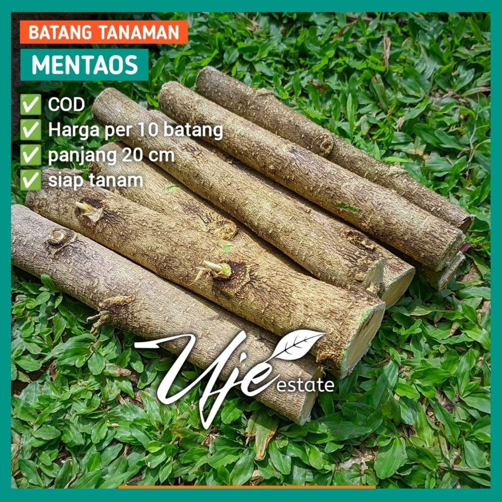 10 PCS BATANG TANAMAN POHON MENTAOS PANJANG 20 CM/BATANG STEK OKULASI TANAMAN POHON MENTAOS BINTAOS 