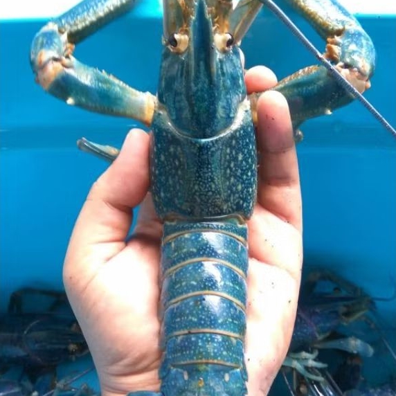 Lobster Air Tawar Konsumsi 1 kg