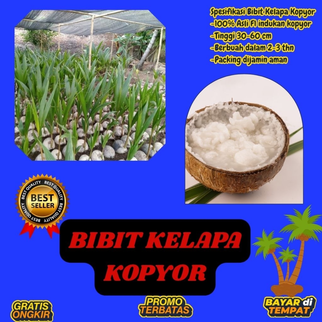 TERPERCAYA  Bibit Kelapa Kopyor Trubus
