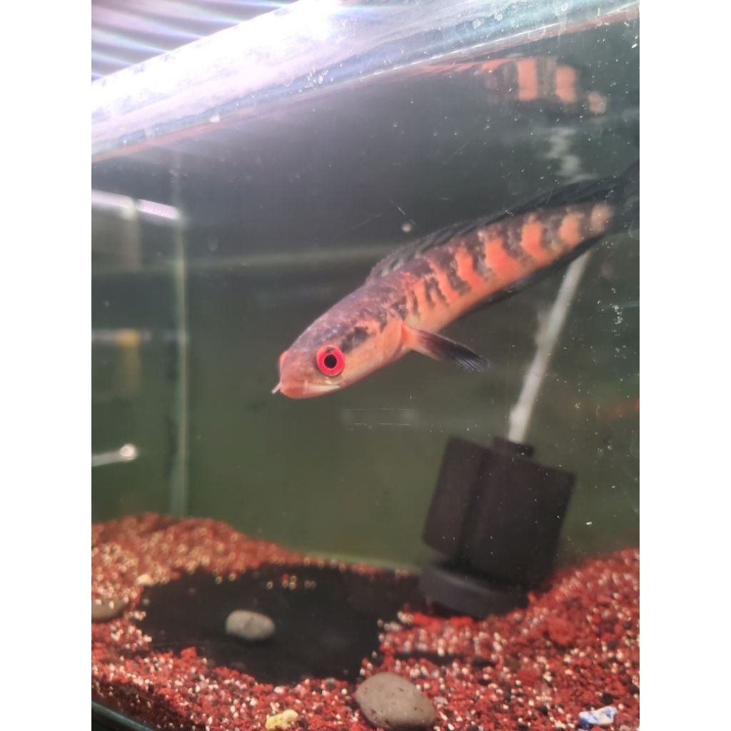 Chana Red maru size 15-18 CM