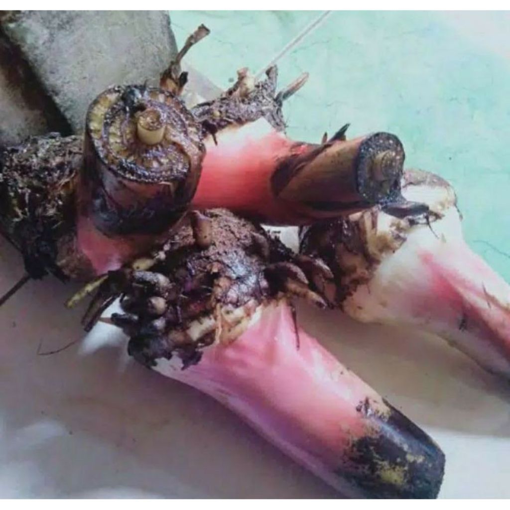 bibit pisang uli/ bibit bongol pisang uli siap tanam