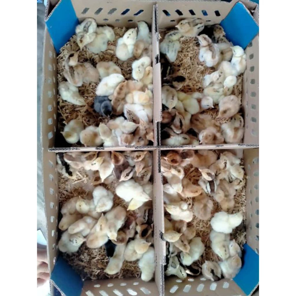 Doc Ayam Kub Janaka "Jantan" *Kampung Unggul* Pilihan Kualitas Terbaik