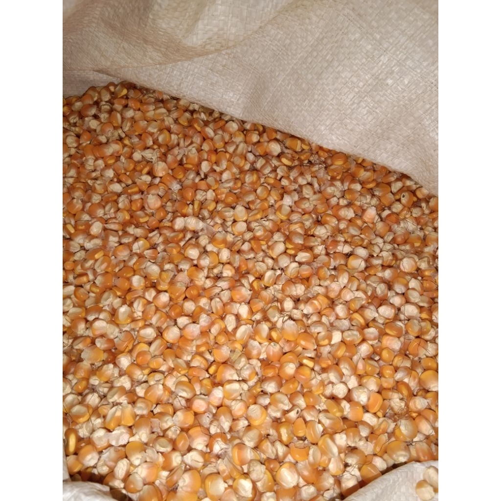 Jagung Kering Pakan Burung Ternak