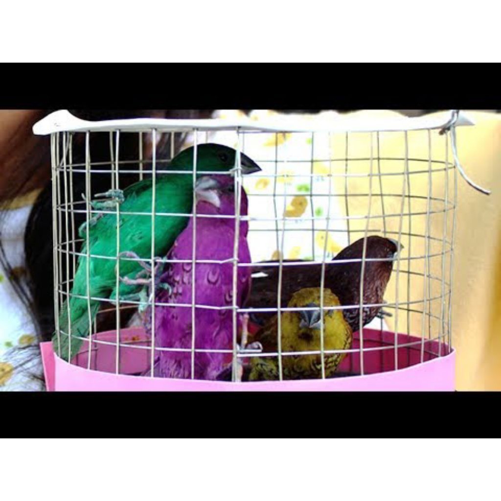 Burung Emprit Warna Warni Tanpa Kurungan Pilihan Kualitas Terbaik
