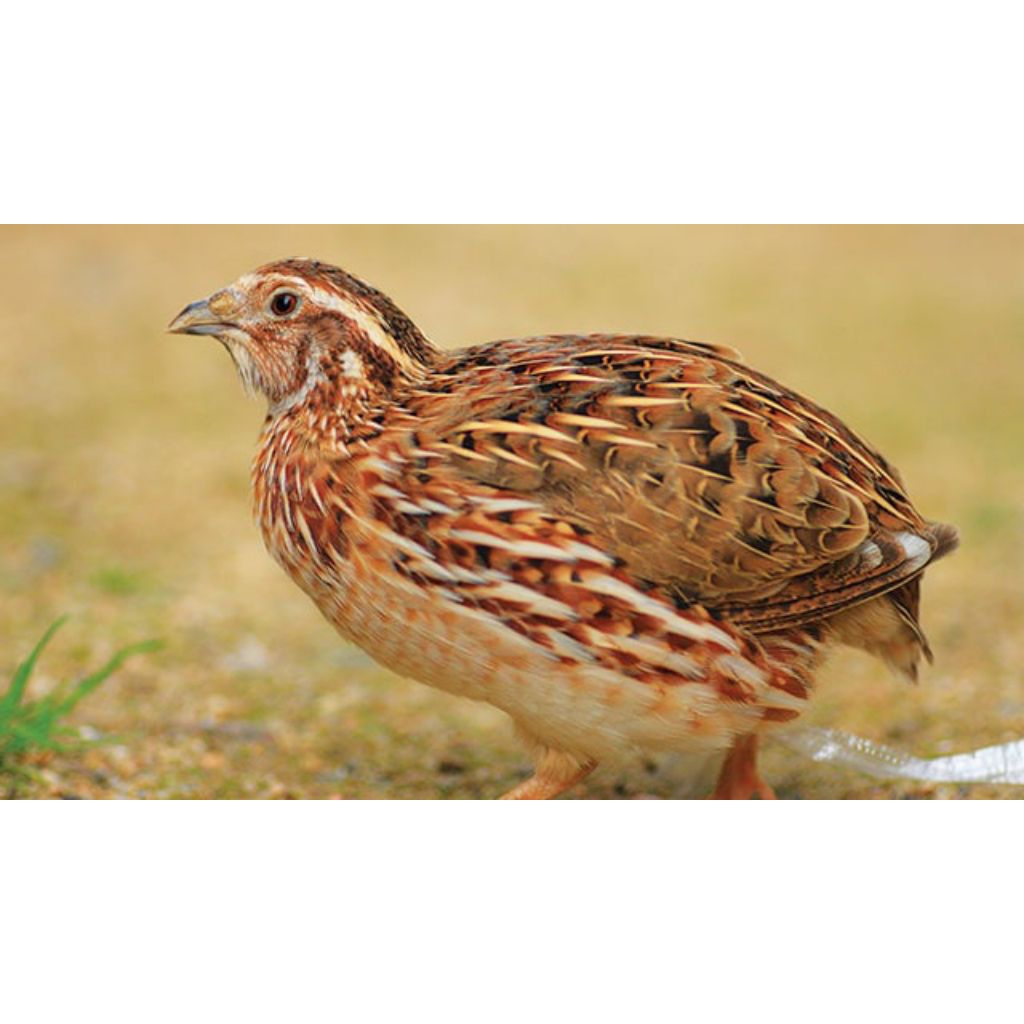 Burung Puyuh Umur 2 Minggu Jantan Betina Random Pilihan Kualitas Terbaik