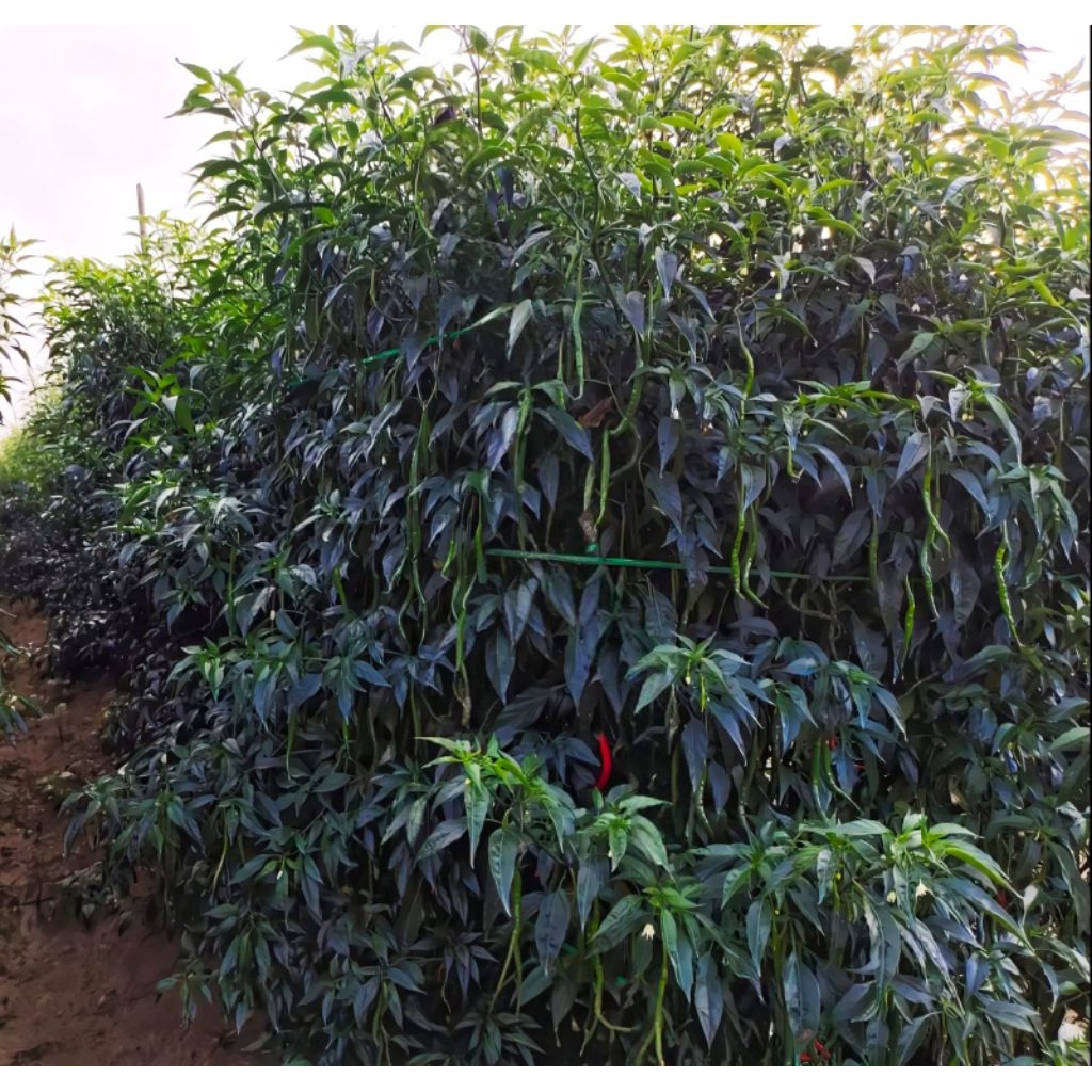 [[COD]] bibit cabe lokal SIBORAS pohon tinggi buah lebat