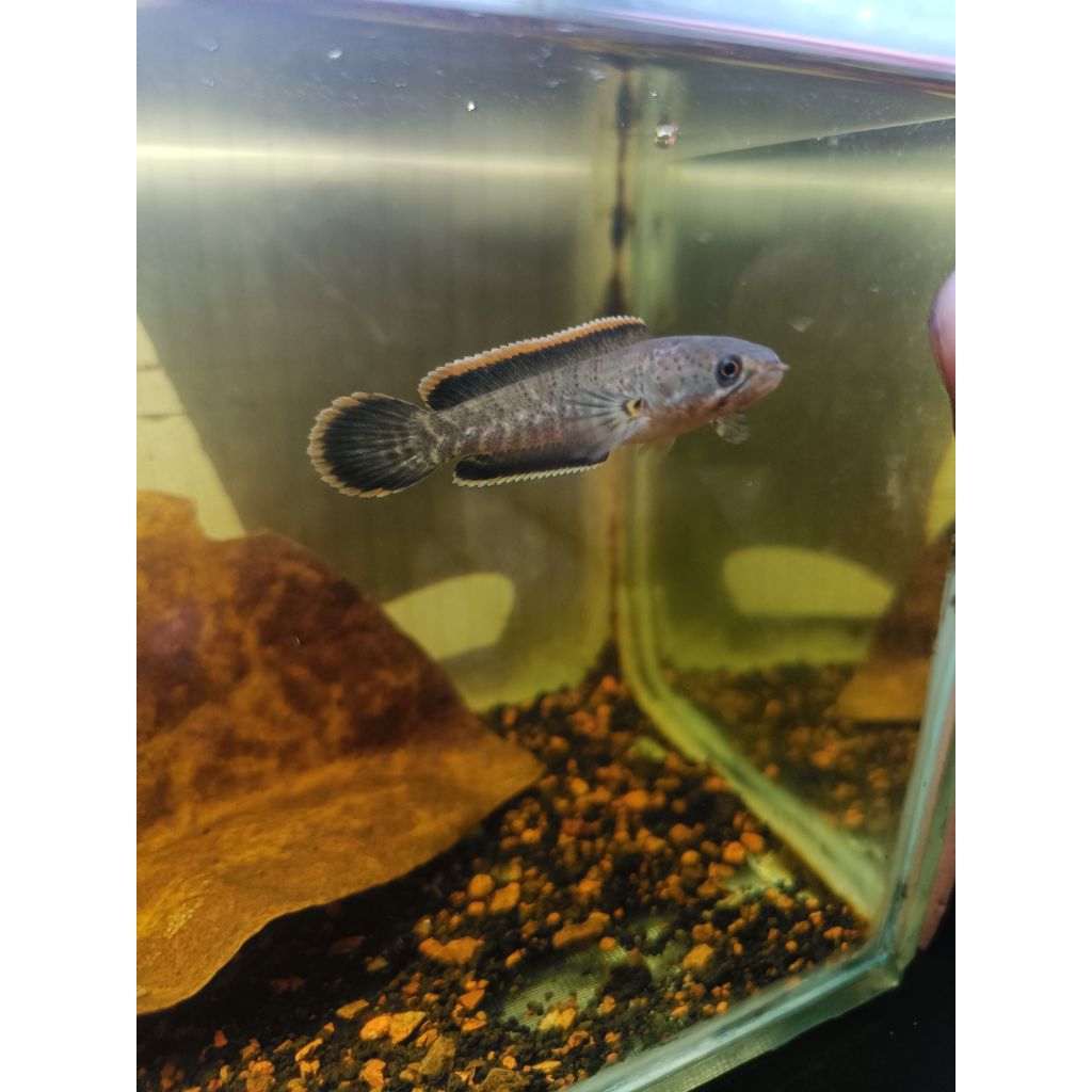 STIKER CHANNA LIMBATA WC PROGRESAN SINGLE TANK SIZE 6-10 CM