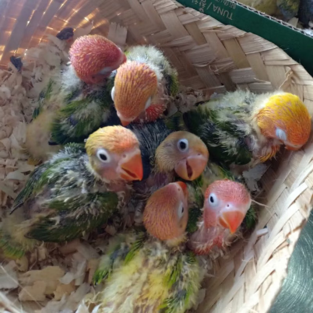 ANAKAN BURUNG LOLOHAN BURUNG LOVEBRID MURAH JINAK