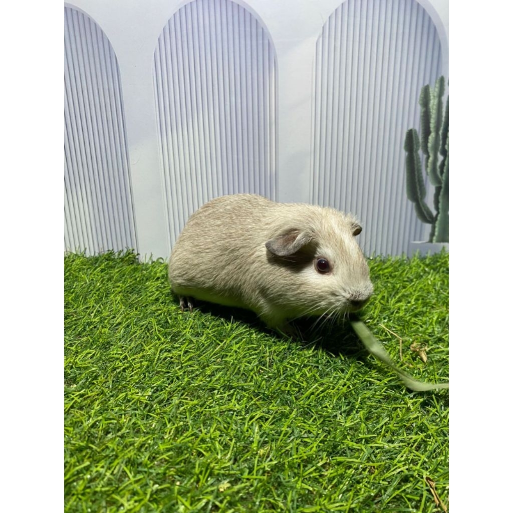marmut American/Guinea pig American