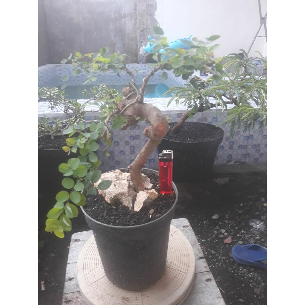 bahan bonsai ileng ileng