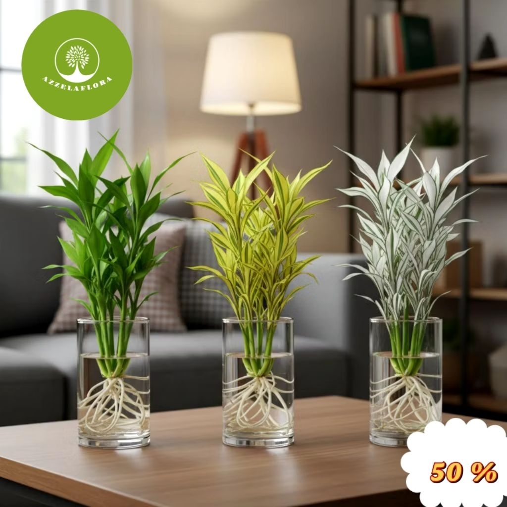 ( BISA BAYAR COD) PAKET 3 Tanaman Media air Bambu Hoki | | Bambu hoki hijau - Bambu hoki variegata -