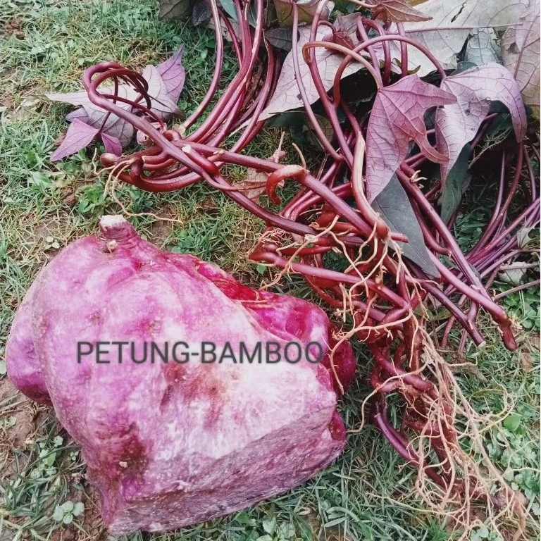 PROMO Bibit Ubi Jalar Ungu super Unggul Umbi ungu Ubi jalar siap tanam