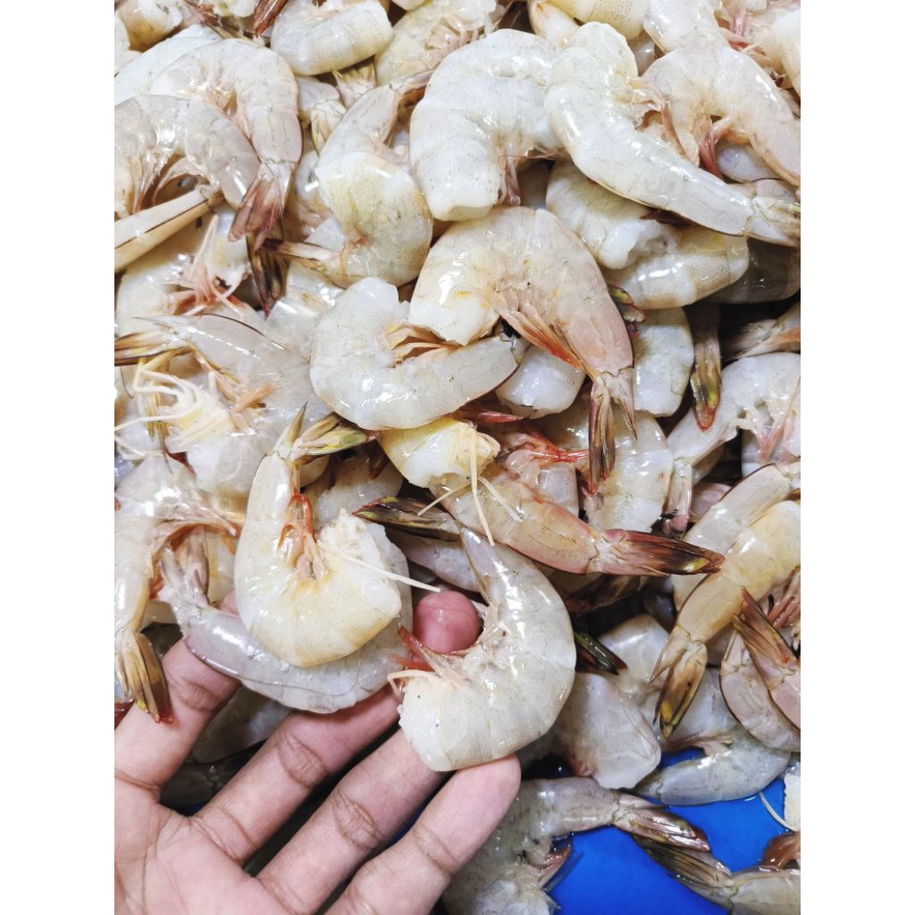 udang besar tanpa kepala 500gram beku baru
