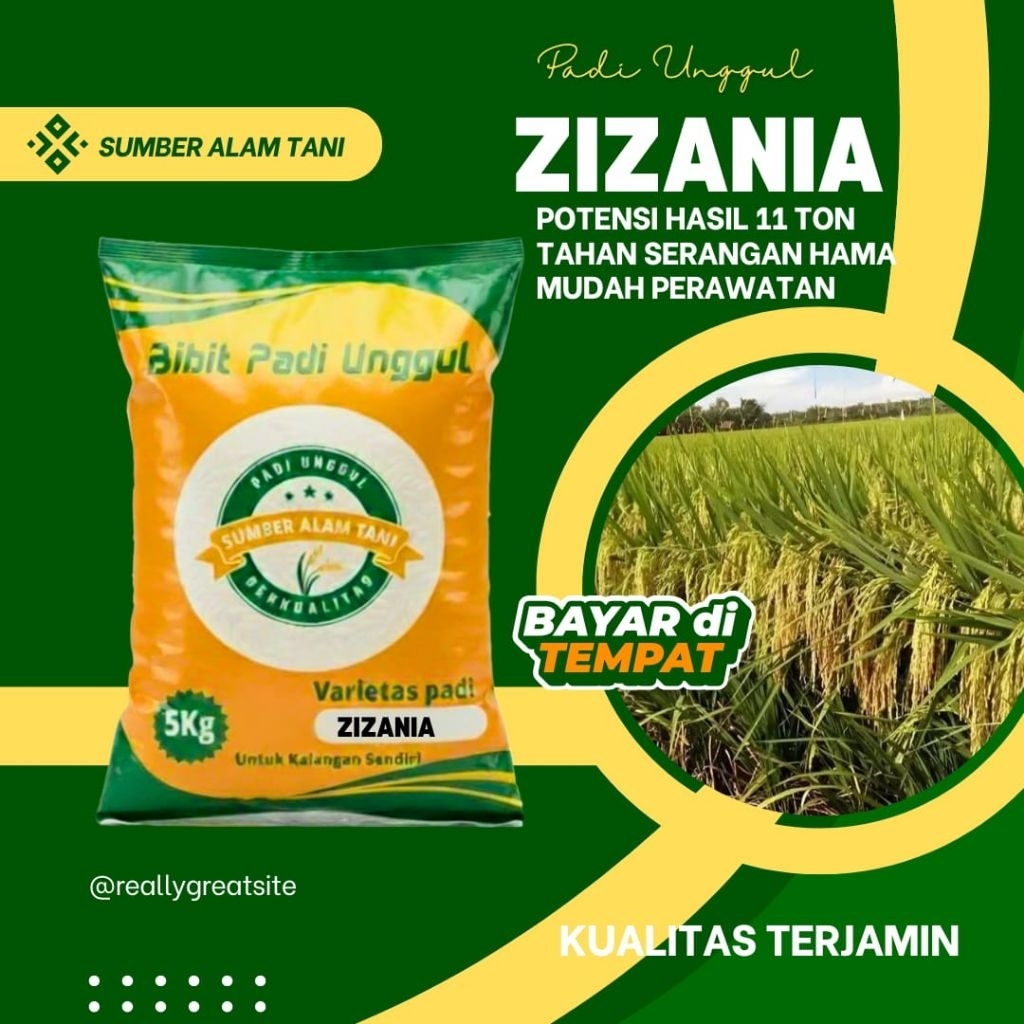 Bibit Padi unggul zizania kemasan 5kg