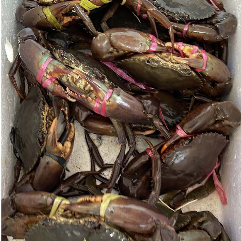 Kepiting Bakau Fresh Frozen | Kesegaran Daging Terjaga