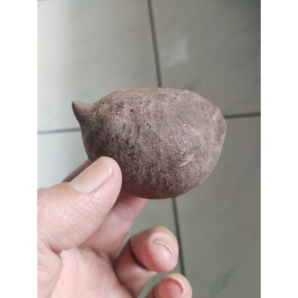 Kemiri Adu Muncang Adu Nyonyo ZT Ori Cangklongan