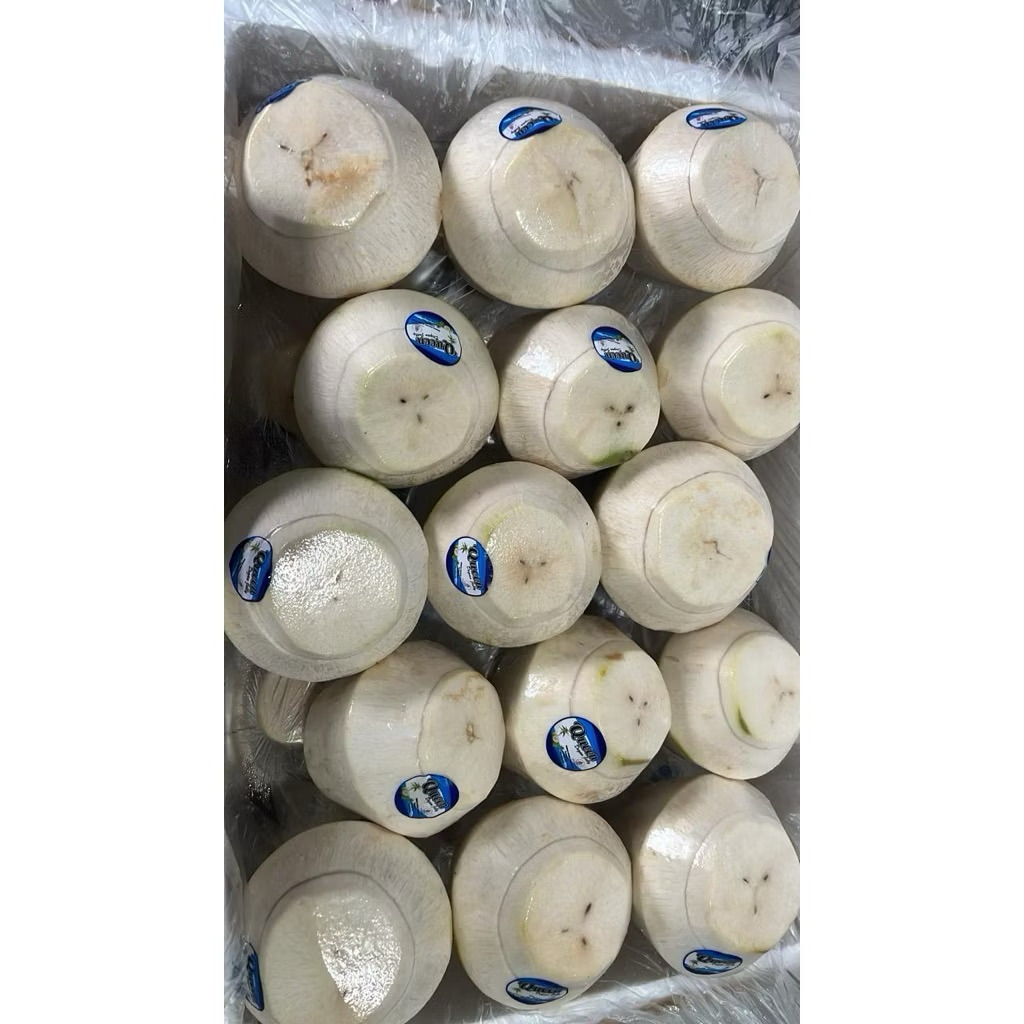 Degan Jelly Merk Queen Size Kecil Ready Stock langsung kirim