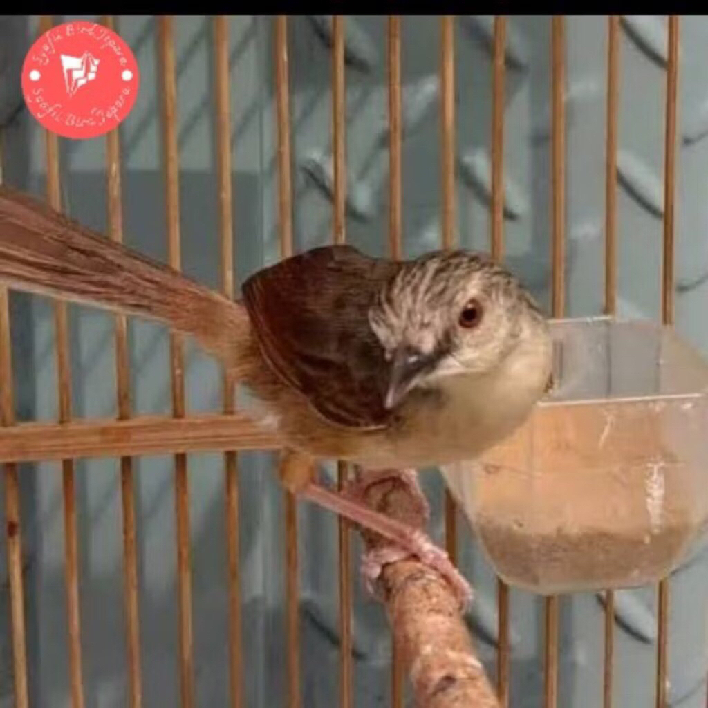 cigun pilihan jantan istimewa super