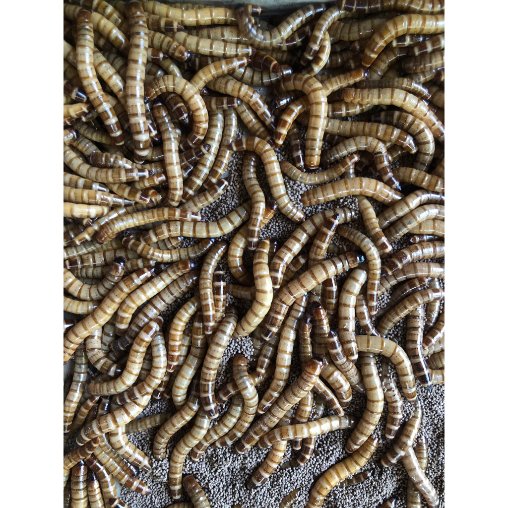 Ulat jerman Hidup  100 gram bergaransi 100% + Media racikan  Buat nampung ,packing aman