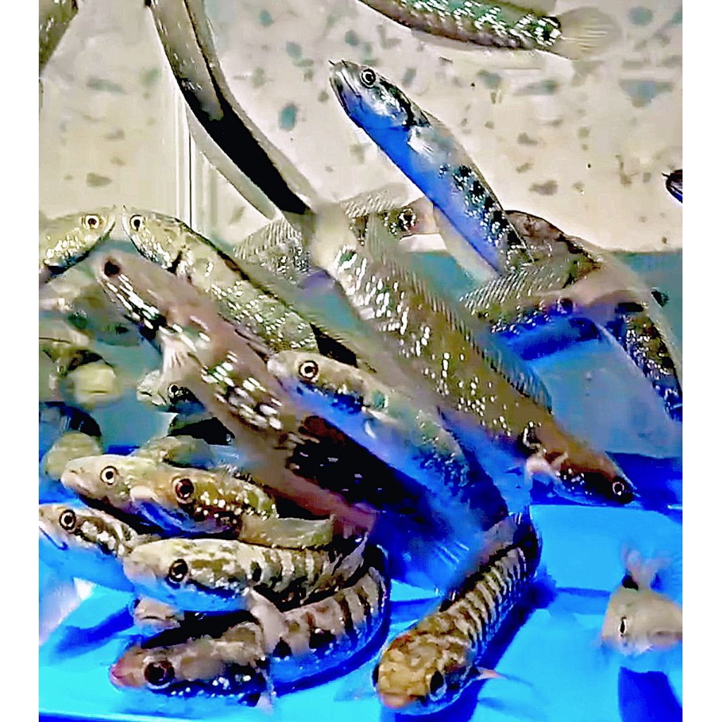 stiker ikan CHANNA hiasan akuarium size 4-6/7-8/9-10